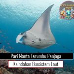 Pari Manta Terumbu Penjaga Keindahan Ekosistem Laut