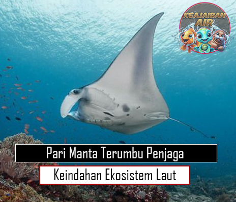 Pari Manta Terumbu Penjaga Keindahan Ekosistem Laut