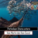 Perbedaan Utama antara Ikan Marlin dan Ikan Cucut