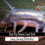 Sea Pig Hewan Laut Unik yang Jarang Diketahui