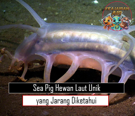 Sea Pig Hewan Laut Unik yang Jarang Diketahui