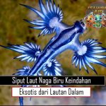 Siput Laut Naga Biru Keindahan Eksotis dari Lautan Dalam