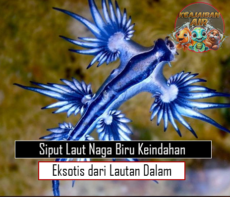 Siput Laut Naga Biru Keindahan Eksotis dari Lautan Dalam