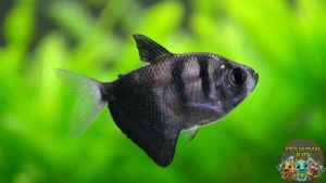 Tips Memelihara Ikan Black Phantom