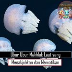 Ubur Ubur Makhluk Laut yang Menakjubkan dan Mematikan