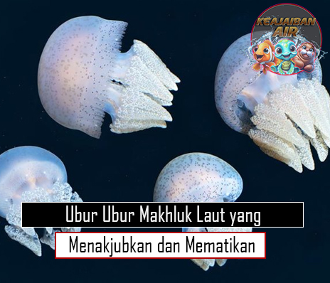 Ubur Ubur Makhluk Laut yang Menakjubkan dan Mematikan