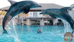 Aktivitas Seru di Bali Dolphin Marine Park