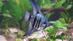 Apa itu Silver Zebra Angelfish