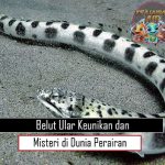 Belut Ular Keunikan dan Misteri di Dunia Perairan