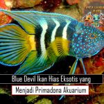 Blue Devil Ikan Hias Eksotis yang Menjadi Primadona Akuarium