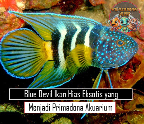 Blue Devil Ikan Hias Eksotis yang Menjadi Primadona Akuarium