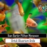 Ikan Barbir Pilihan Menawan untuk Akuarium Anda