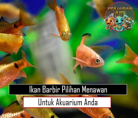 Ikan Barbir Pilihan Menawan untuk Akuarium Anda