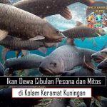 Ikan Dewa Cibulan Pesona dan Mitos di Kolam Keramat Kuningan