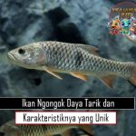 Ikan Ngongok Daya Tarik dan Karakteristiknya yang Unik