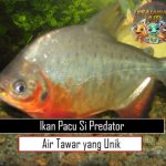 Ikan Pacu Si Predator Air Tawar yang Unik