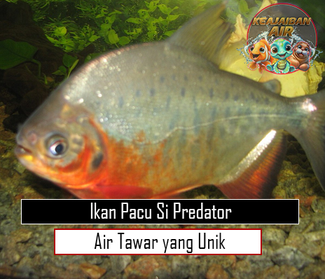 Ikan Pacu Si Predator Air Tawar yang Unik