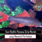 Ikan Redfin Pesona Sirip Merah yang Menarik Perhatian