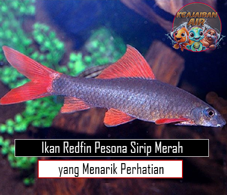 Ikan Redfin Pesona Sirip Merah yang Menarik Perhatian