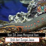 Ikan Sili Jawa Mengenal Ikan Unik dari Sungai Jawa