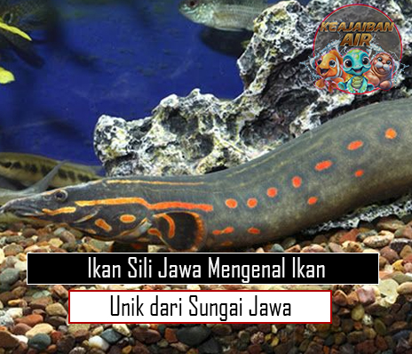 Ikan Sili Jawa Mengenal Ikan Unik dari Sungai Jawa