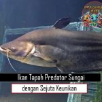 Ikan Tapah Predator Sungai dengan Sejuta Keunikan