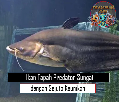 Ikan Tapah Predator Sungai dengan Sejuta Keunikan