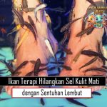 Ikan Terapi Hilangkan Sel Kulit Mati dengan Sentuhan Lembut