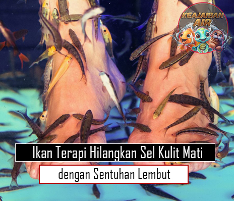 Ikan Terapi Hilangkan Sel Kulit Mati dengan Sentuhan Lembut