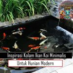 Inspirasi Kolam Ikan Koi Minimalis untuk Hunian Modern