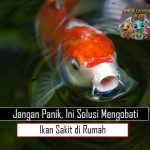 Jangan Panik, Ini Solusi Mengobati Ikan Sakit di Rumah