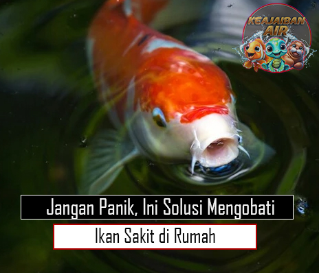 Jangan Panik, Ini Solusi Mengobati Ikan Sakit di Rumah