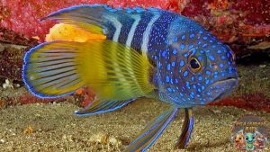 Karakteristik Ikan Blue Devil