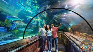 Keindahan Dunia Bawah Laut di SeaWorld Ancol