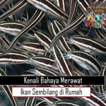 Kenali Bahaya Merawat Ikan Sembilang di Rumah