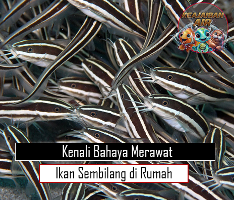 Kenali Bahaya Merawat Ikan Sembilang di Rumah