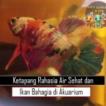 Ketapang Rahasia Air Sehat dan Ikan Bahagia di Akuarium