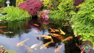 Kolam Koi di Taman Belakang