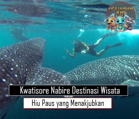 Kwatisore Nabire Destinasi Wisata Hiu Paus yang Menakjubkan