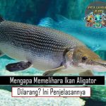 Mengapa Memelihara Ikan Aligator Dilarang Ini Penjelasannya