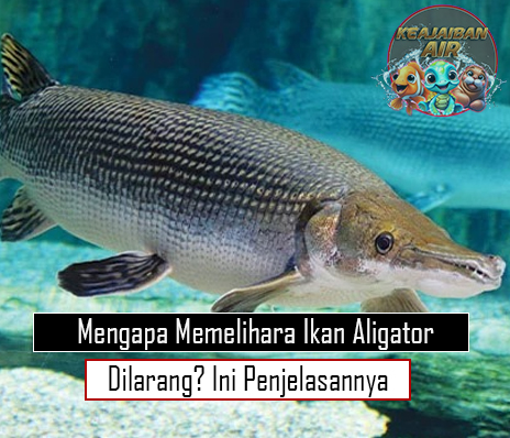 Mengapa Memelihara Ikan Aligator Dilarang Ini Penjelasannya