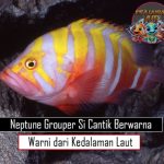 Neptune Grouper Si Cantik Berwarna warni dari Kedalaman Laut