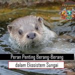 Peran Penting Berang-Berang dalam Ekosistem Sungai