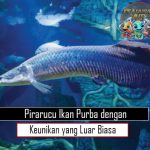 Pirarucu Ikan Purba dengan Keunikan yang Luar Biasa