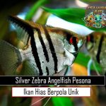 Silver Zebra Angelfish Pesona Ikan Hias Berpola Unik