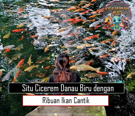 Situ Cicerem Danau Biru dengan Ribuan Ikan Cantik