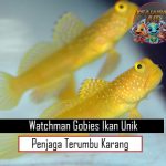 Watchman Gobies Ikan Unik Penjaga Terumbu Karang