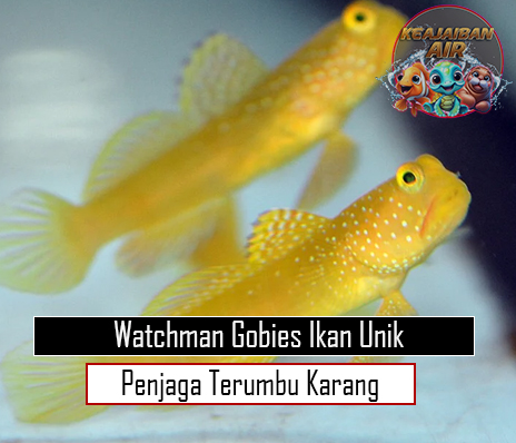 Watchman Gobies Ikan Unik Penjaga Terumbu Karang