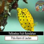 Yellowbox Fish Keindahan Pola Alami di Lautan