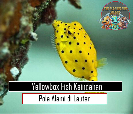 Yellowbox Fish Keindahan Pola Alami di Lautan